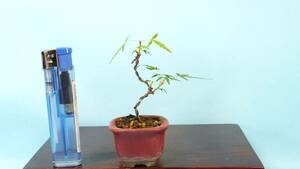[ bonsai * dream ..]*.. maple *[ Mai .] R60536