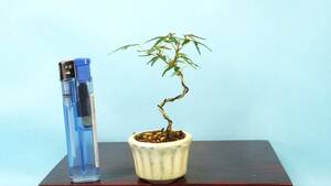 [ bonsai * dream ..]*.. maple *[ woven .] R60537