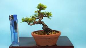 [ bonsai * dream ..]*[... leaf pine * 9 -ply ] R60545