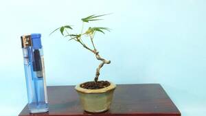 [ bonsai * dream ..]*.. maple *[..] R60552