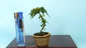 [ bonsai * dream ..]*.. maple *[ koto no river ] R60553