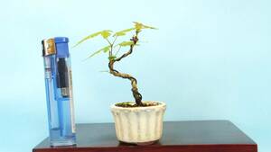[ bonsai * dream ..]*[ mountain maple ] R60608