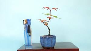 [ bonsai * dream ..]*[... maple ] R60609