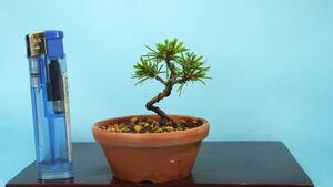 [ bonsai * dream ..]*[... leaf pine ( real raw material )] R60613