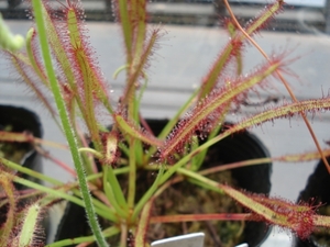 ☆ 食虫植物 「D. capensis 赤花 種子 20粒」 送料無料 ☆
