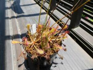☆ 食虫植物 「D. nidiformis Pietermaritzburg, RSA 種子 20粒」 送料無料 ☆