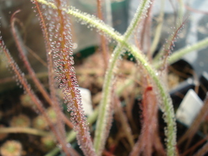 ☆食虫植物「Drosera filiformis var. filiformis all red 種子 20粒」イトバモウセンゴケ☆