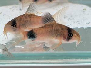  Corydoras Panda WF1 own breeding individual 5 pcs set 