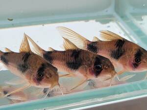 Corydoras Weight Manny WF1 Самостоятельный