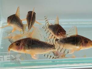 Corydoras Gossey WF1 Самоам -обработка индивидуальных 3 наборов