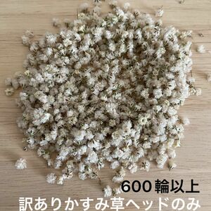 訳あり　かすみ草ヘッドのみ　600輪以上 ドライフラワー