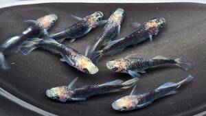 白姫　稚魚　1５匹＋保障分２匹　１７匹　メダカ　 めだか