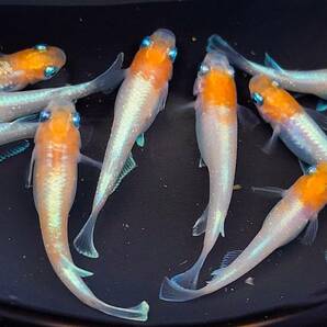 ダイアナ妃 稚魚 １５匹＋保障分２匹 １７匹 メダカ  めだかの画像3