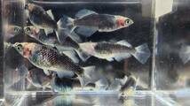 白姫　稚魚　1５匹＋保障分２匹　１７匹　メダカ　 めだか_画像3