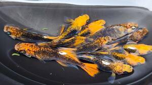 乙姫　稚魚　1５匹＋保障分２匹　１７匹　 メダカ 　めだか