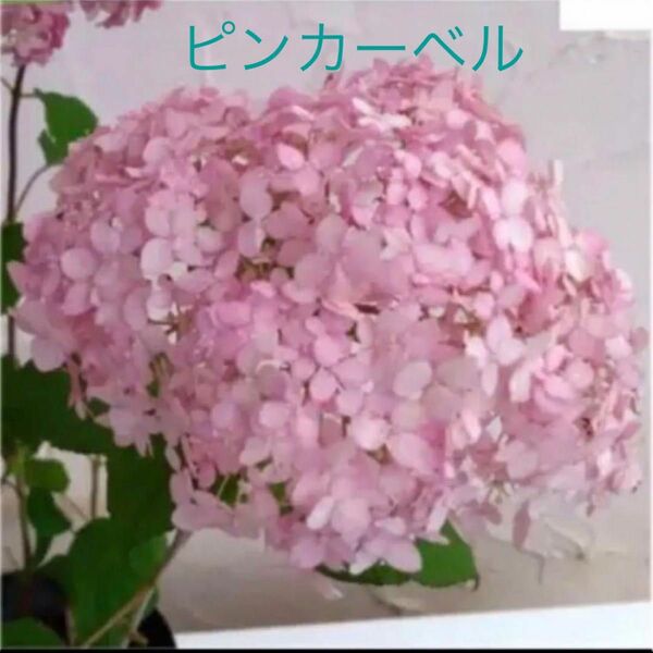 今季開花予定　レア　ピンクのアナベル　ピンカーベル　大きめ苗