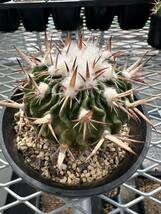 stenoactus crispatus竜玉_画像3