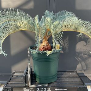 サイカス・カイルンシアナ Cycas・Cairnsiana ② ソテツ コーデックス 塊根植物 希少植物 赤肌 エンセファラルトス の画像5