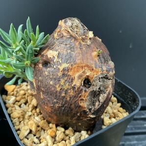 Pachypodium bispinosum - パキポディウム ビスピノーサム ② 南アフリカ 塊根 怪奇植物 ビザールプランツの画像6