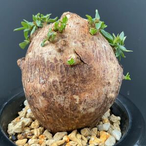 Pachypodium bispinosum - パキポディウム ビスピノーサム ③ 南アフリカ 塊根 怪奇植物 ビザールプランツの画像6