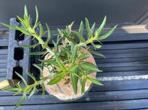 Pachypodium bispinosum - パキポディウム　ビスピノーサム　① 南アフリカ　塊根　怪奇植物　ビザールプランツ_画像6