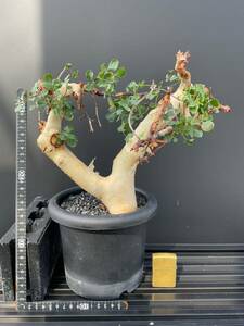 コミフォラ カタフ Commiphora kataf ソマリア原産　ピュアカタフ　リアルカタフ　コーデックス　塊根