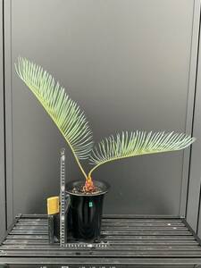 サイカス・コッシアーナ　Cycas・couttsiana　① ソテツ　コーデックス　塊根植物　希少植物　赤肌 エンセファラルトス カイルンシアナ 