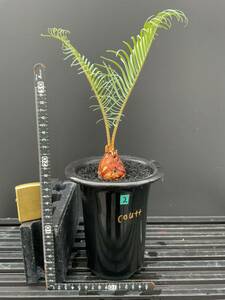 サイカス・コッシアーナ　Cycas・couttsiana　②ソテツ　コーデックス　塊根植物　希少植物　赤肌 エンセファラルトス カイルンシアナ 