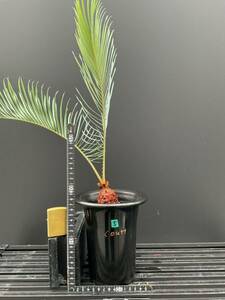 サイカス・コッシアーナ　Cycas・couttsiana　⑤ソテツ　コーデックス　塊根植物　希少植物　赤肌 エンセファラルトス カイルンシアナ 