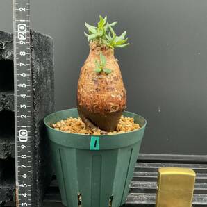 Pachypodium bispinosum - パキポディウム ビスピノーサム ① 南アフリカ 塊根 怪奇植物 ビザールプランツの画像1