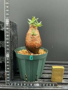 Pachypodium bispinosum - パキポディウム　ビスピノーサム　① 南アフリカ　塊根　怪奇植物　ビザールプランツ