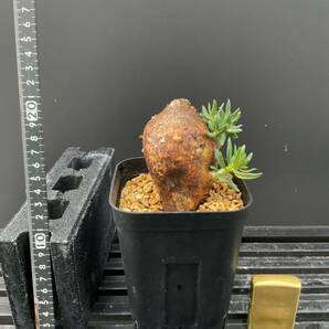 Pachypodium bispinosum - パキポディウム ビスピノーサム ② 南アフリカ 塊根 怪奇植物 ビザールプランツの画像4