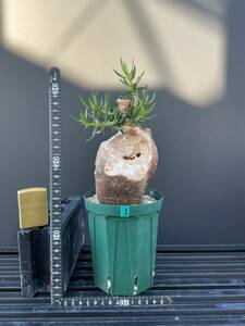 Pachypodium bispinosum - パキポディウム　ビスピノーサム　① 南アフリカ　塊根　怪奇植物　ビザールプランツ