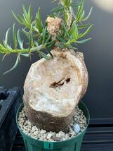 Pachypodium bispinosum - パキポディウム　ビスピノーサム　① 南アフリカ　塊根　怪奇植物　ビザールプランツ_画像5