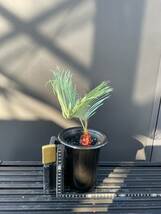 サイカス・コッシアーナ　Cycas・couttsiana　① ソテツ　コーデックス　塊根植物　希少植物　赤肌 エンセファラルトス カイルンシアナ _画像4