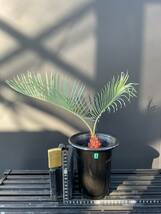 サイカス・コッシアーナ　Cycas・couttsiana　① ソテツ　コーデックス　塊根植物　希少植物　赤肌 エンセファラルトス カイルンシアナ _画像1