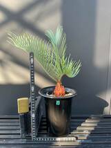 サイカス・コッシアーナ　Cycas・couttsiana　② ソテツ　コーデックス　塊根植物　希少植物　赤肌 エンセファラルトス カイルンシアナ _画像1