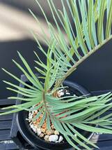 サイカス・コッシアーナ　Cycas・couttsiana　② ソテツ　コーデックス　塊根植物　希少植物　赤肌 エンセファラルトス カイルンシアナ _画像7