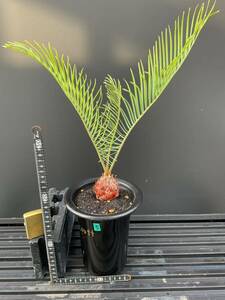 サイカス・コッシアーナ　Cycas・couttsiana ⑤ ソテツ　コーデックス　塊根植物　希少植物　赤肌 エンセファラルトス カイルンシアナ 