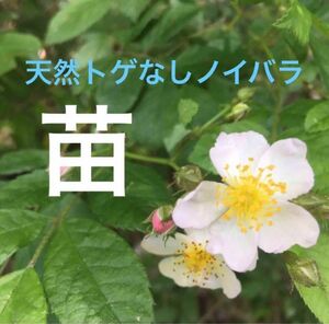 発根済み　天然トゲなしノイバラ　野薔薇　挿し木苗　チビ苗　　2本＋おまけ１本