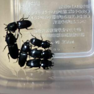 天然ちびくわがた(性別不明)8匹　大阪堺市産！！採取日2024 雑食種　とても可愛い　変わり種⑧