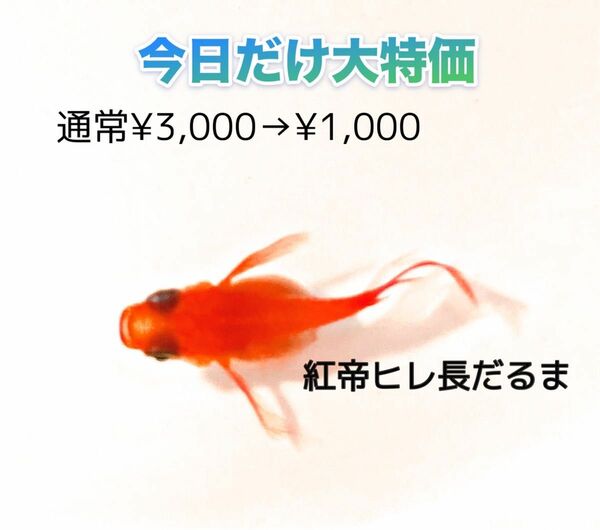 本日限定大特価「紅帝ヒレ長だるまメダカ」の有精卵10個＋α．【めだか　初恋　鰭長　ロングフィン　紅帝　ミッドナイトフリル】