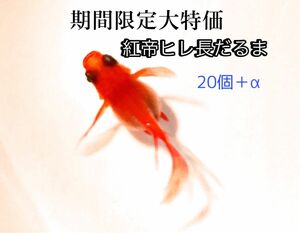 期間限定大特価「紅帝ヒレ長だるまメダカ」の有精卵20個＋α．【紅帝スワロー、ヒレ長、ダルマ】