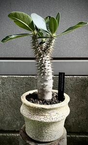 パキポディウム デンシフローラム Pachypodium densiflorum コーデックス 実生株 棘 将来有望 シバの女王の玉櫛 マダガスカル 塊根植物 