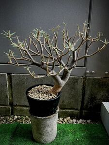 ユーフォルビア バルサミフェラ Euphorbia balsamifera カナリア諸島 盆栽 灌木 コーデックス 多肉植物 人気種 希少種 塊根 珍奇植物 レア