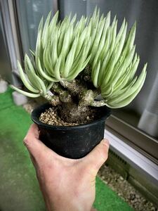 チレコドン ペアルソニー Tylecodon pearsonii 白象 冬型 小型植物 コーデックス 塊根 成長良好 現地球