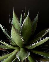 Agave Horrida ssp. horrida アガベホリダ 大株 コーデックス 塊根 オテロイ 多棘 うねり 親株 アガベチタノタ 多肉植物 幅最大40センチ_画像6