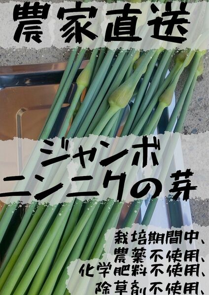 [農家直送]ジャンボニンニクの芽700g以上(栽培期間、農薬・化学肥料.不使用)