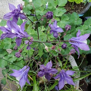 オダマキ 種 30粒 明るい 紫に白 2023 5月採取 同梱歓迎の画像5