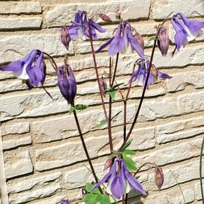 オダマキ 種 30粒 明るい 紫に白 2023 5月採取 同梱歓迎の画像3